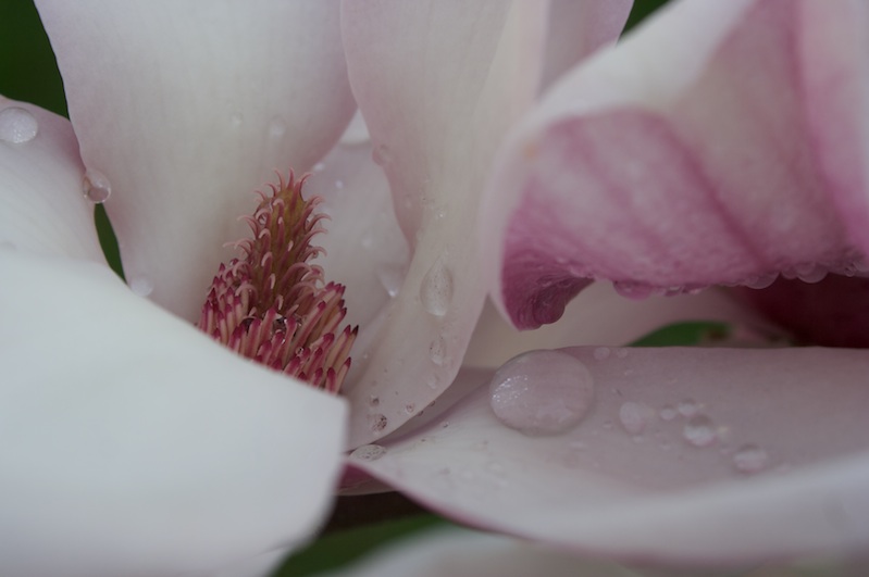 Magnolia Magnolia