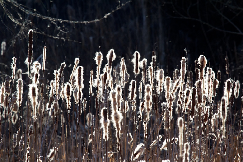 Cattails Cattails