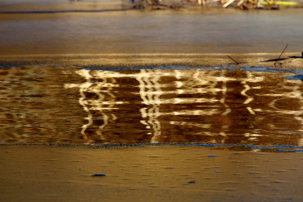 Cattail reflections Cattail reflections