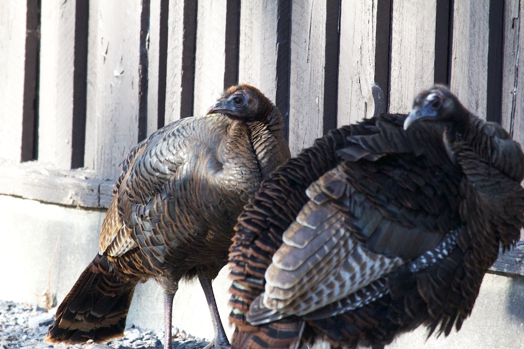 Turkeys Turkeys