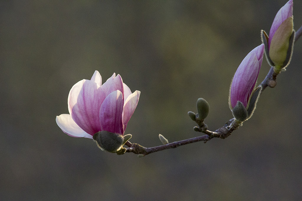 Short-lived flower