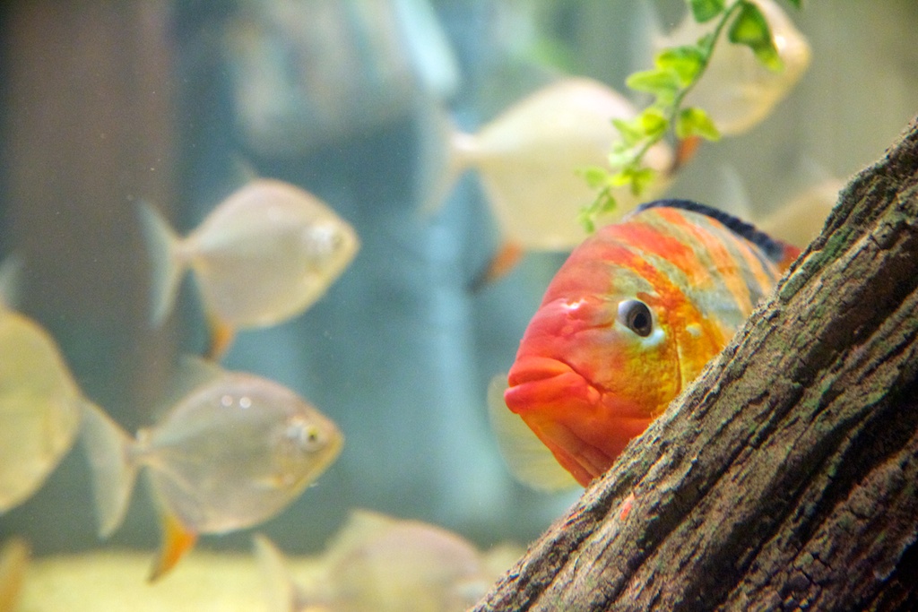 Fish