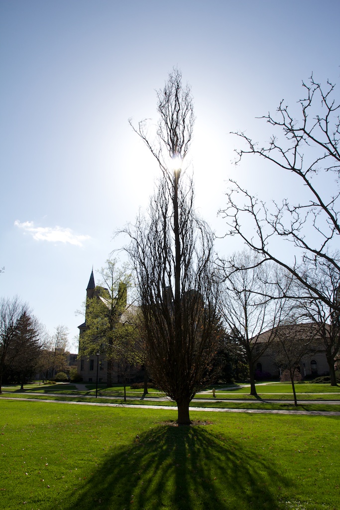 Tree