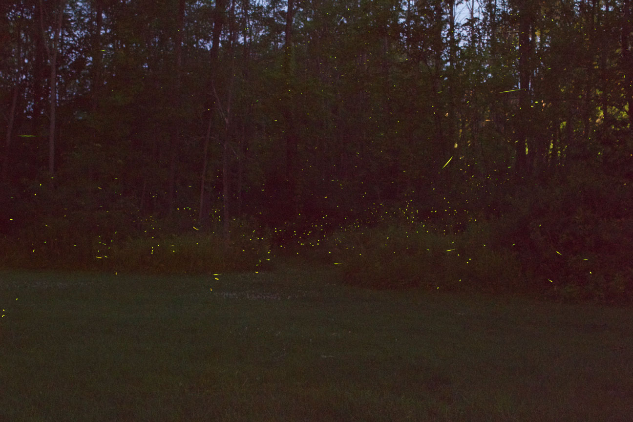 Fireflies Fireflies