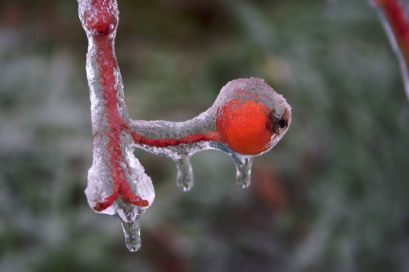 Ice Storm Ice Storm