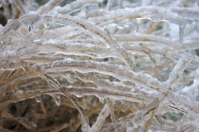 Ice Storm Ice Storm
