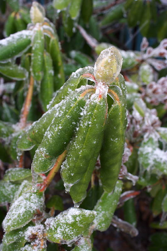 Ice Storm Ice Storm