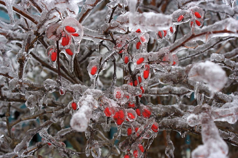 Ice Storm Ice Storm