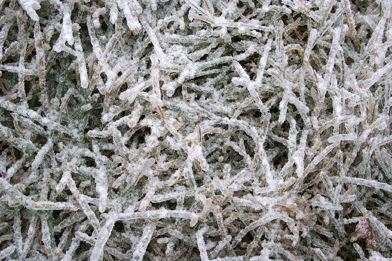 Ice Storm Ice Storm
