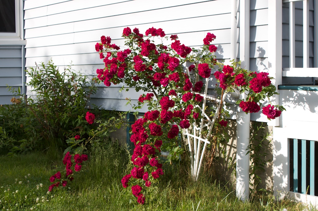 Roses Roses