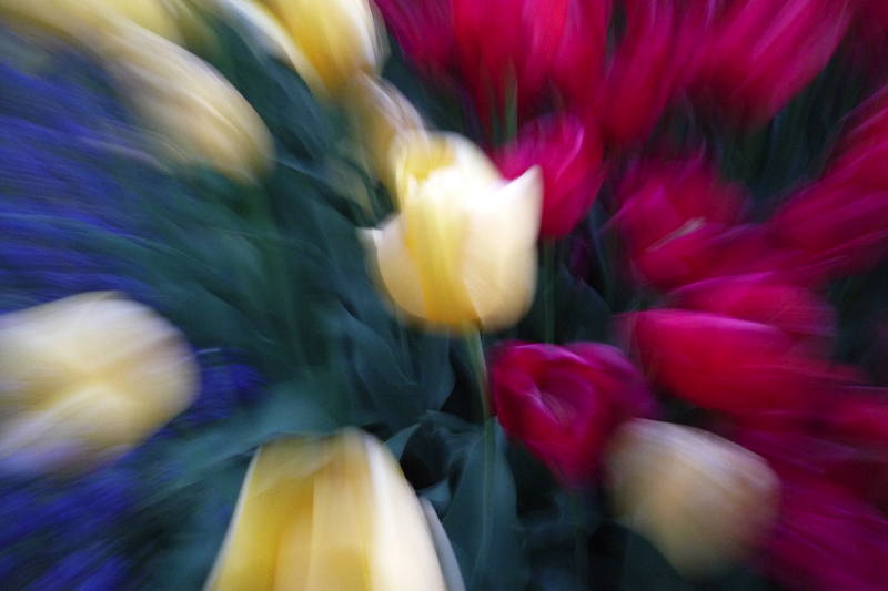 Tulips Tulips
