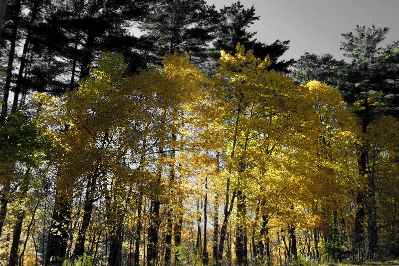 Fall trees Fall trees