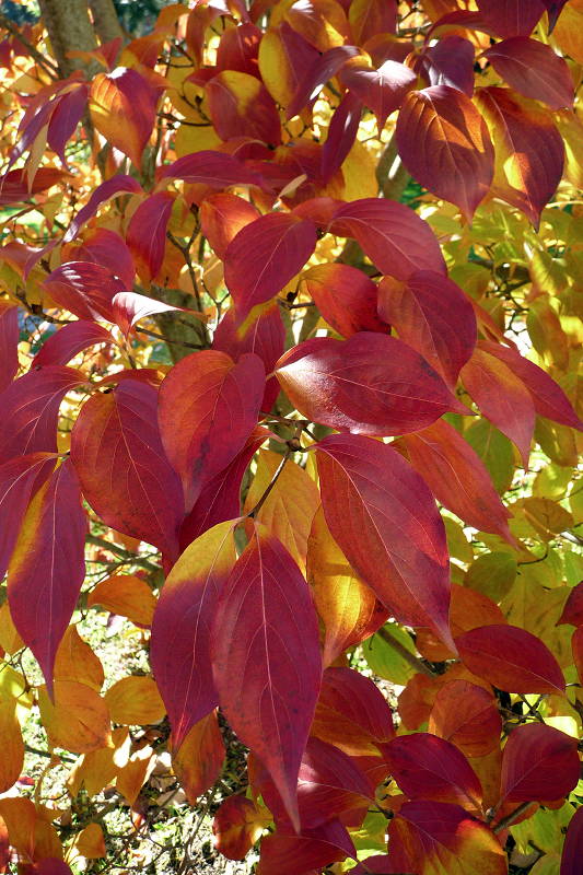 Fall leaves Fall leaves