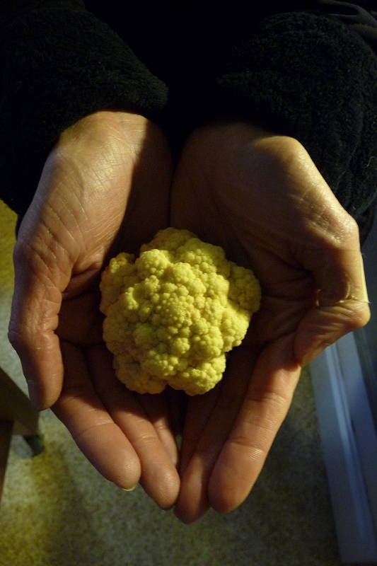 cauliflower cauliflower