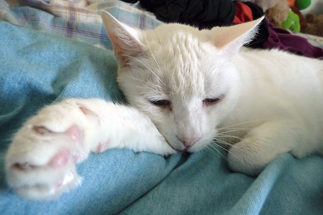 Smudgey Smudgey