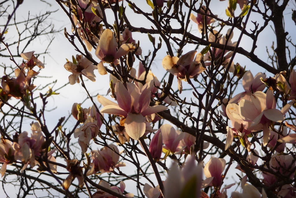 Magnolia