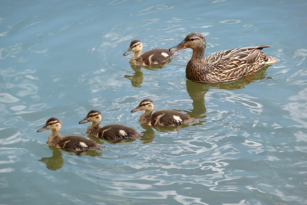 Ducks Ducks