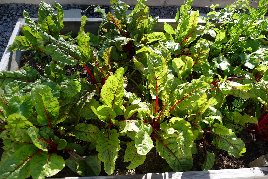 Chard Chard