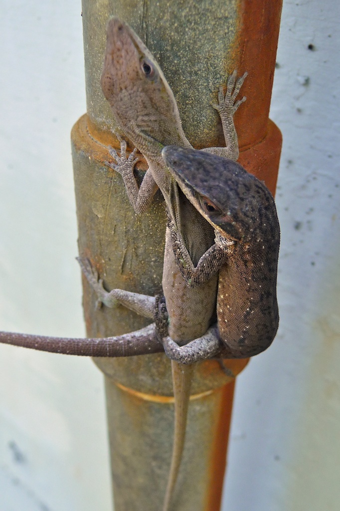 Lizard Sex Lizard Sex